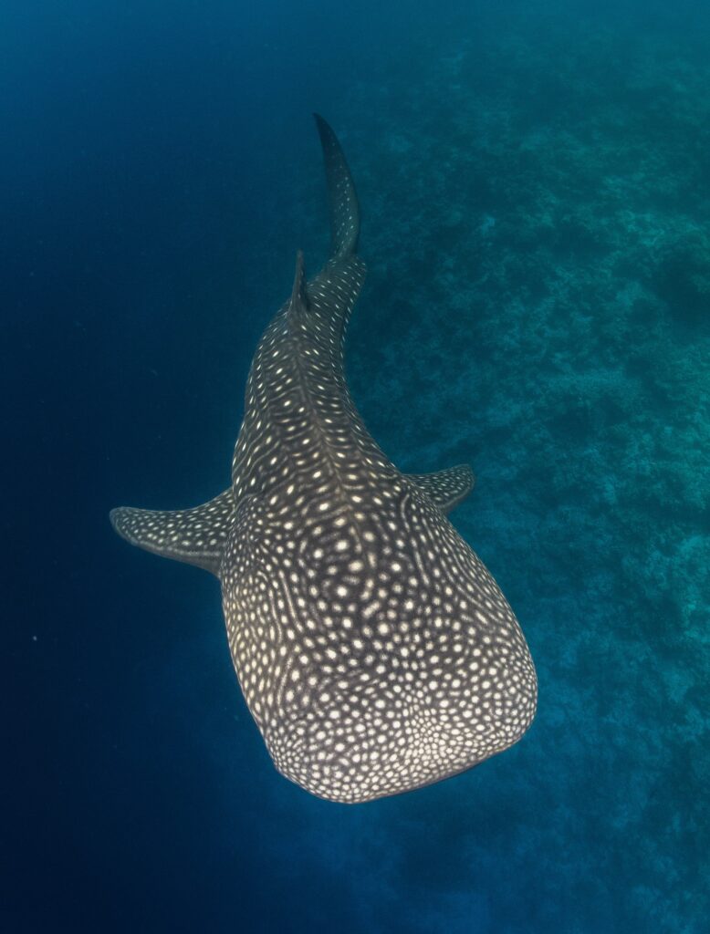 whale shark